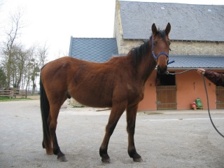 SOMBRERO DU LYS - TF né en 2006 - adopté en octobre 2009 par Marie 00210