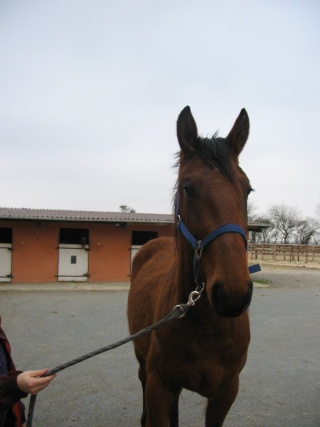 SOMBRERO DU LYS - TF né en 2006 - adopté en octobre 2009 par Marie 00310