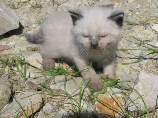 (50) Chatons à réserver 00316