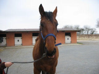 SOMBRERO DU LYS - TF né en 2006 - adopté en octobre 2009 par Marie 00413