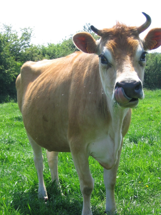 (50) Vache jersiaise 00616