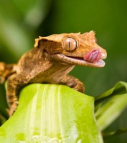 Les geckos : des lézards passés maîtres dans l'art du camouflage, découvrez les 40131110