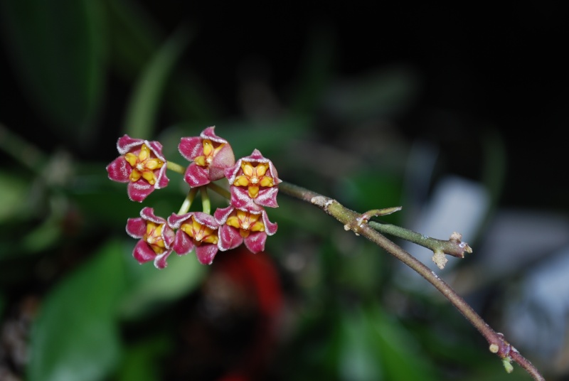 Hoya davidcummingii Dsc_0026