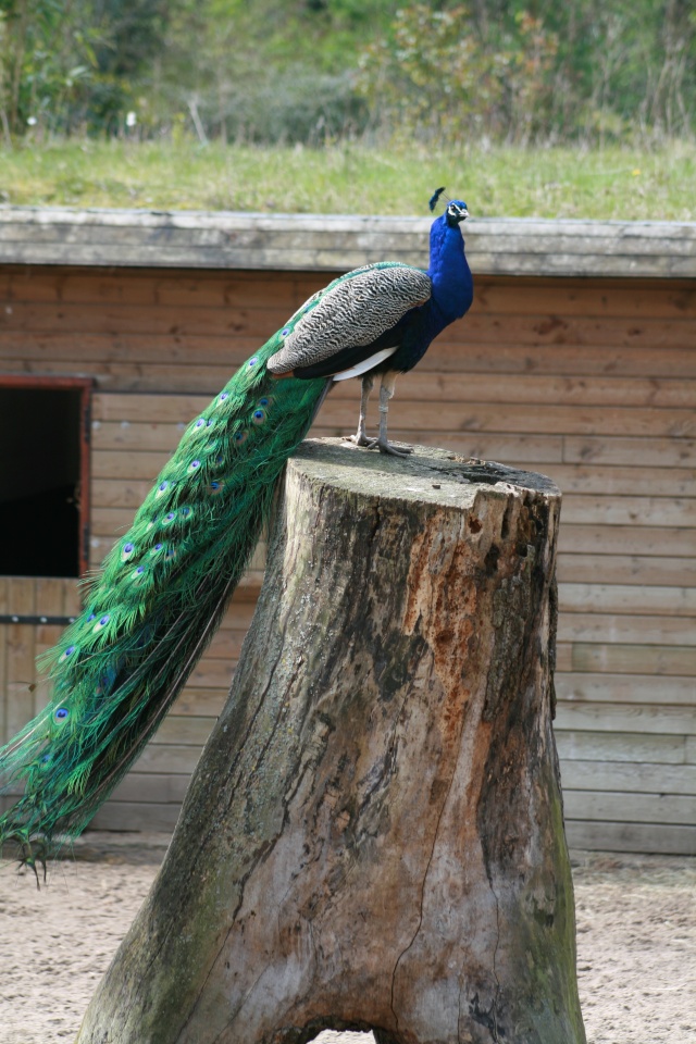 Paon du zoo de Lille Lille_16