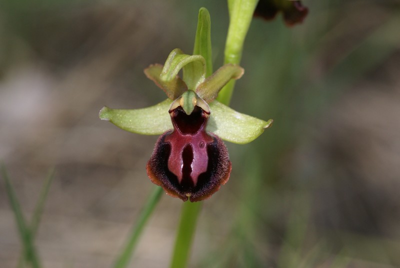 Ophrys passionis ( Ophrys de la Passion ) 04_04_18