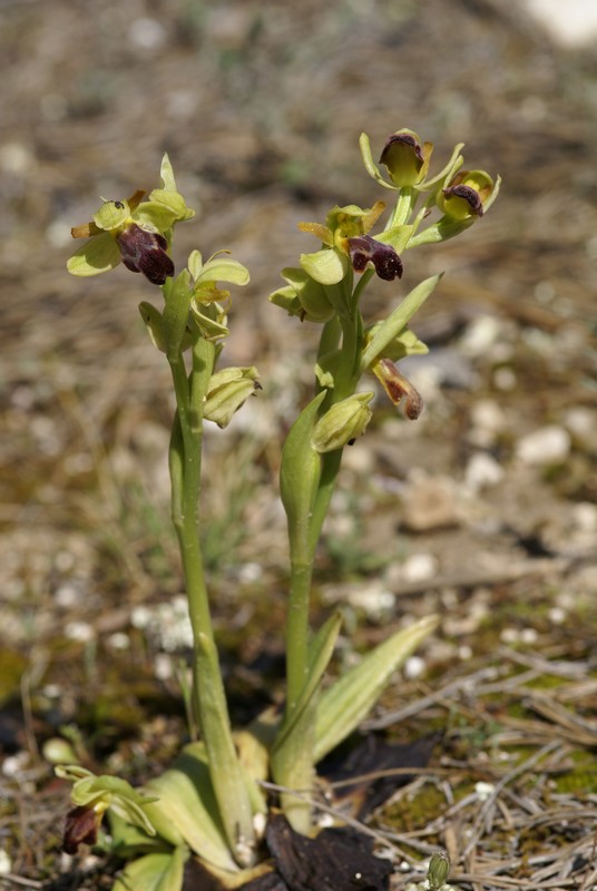 Ophrys (Pseudophrys) forestieri ( ex-lupercalis ) 04_04_21