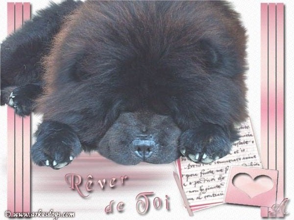 UN CHOW UN JOUR UN CHOW TOUJOURS........