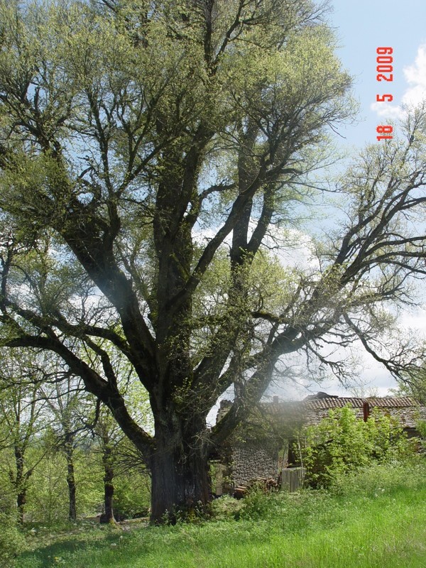 Les arbres remarquables de Lozre Dsc07510