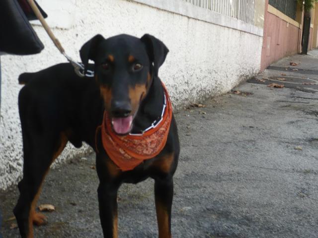 ZEUX Dobermann mâle 2/3 ans gentil et sociable URGENT VAR A0e01e10