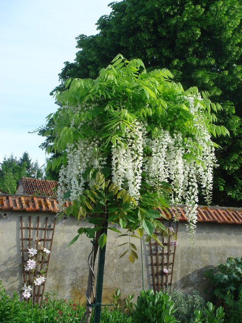 ma glycine arbre héhéhéhéhé Glycin10