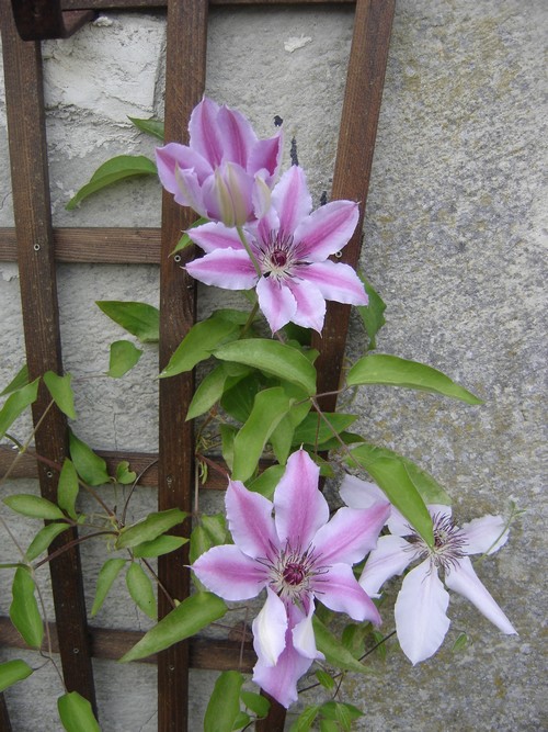 ma glycine arbre héhéhéhéhé Nelly_10