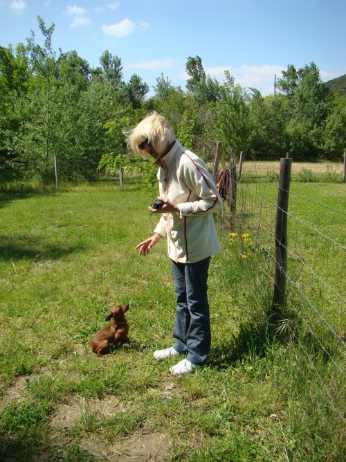 Ciska (Pinscher nain) et Biki (Yorkshire) 01050910