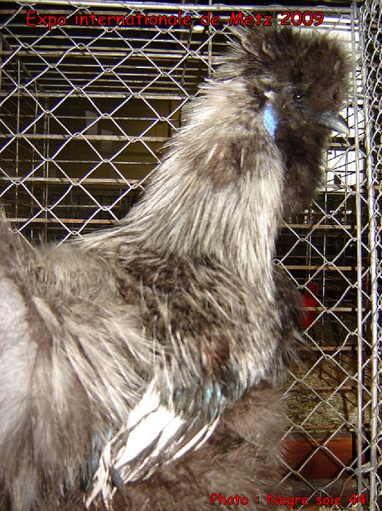 Les Poules soie présentées à Metz Metz_n13