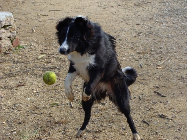 Concours photo - Flyball et jeux de balles. B13