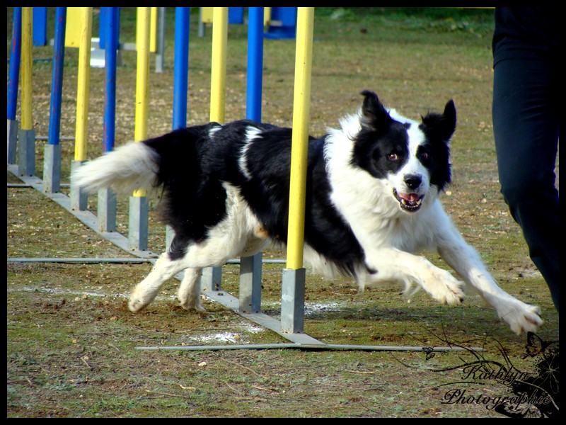 Concours d'agility de Mougins : rencontre avec Rien G11