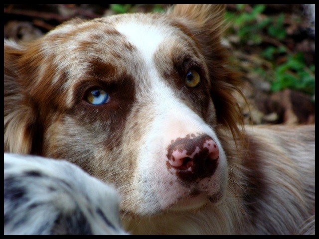 Concours d'agility de Mougins : rencontre avec Rien Six10