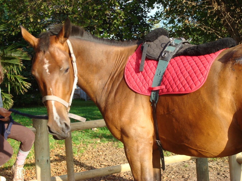 (dept 14 ) RIGOLO, ONC selle, Sauvé par caroline L (Septembre 2009) 28_aoa18