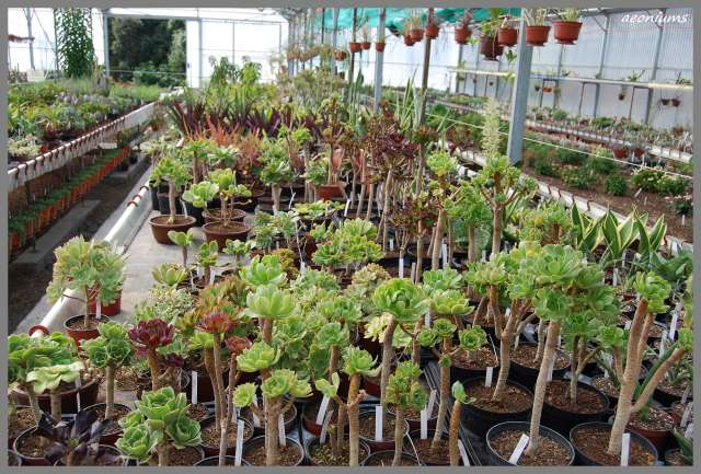 producteur de plantes succulentes jean luc billouet monoblet 30 Dsc_0043