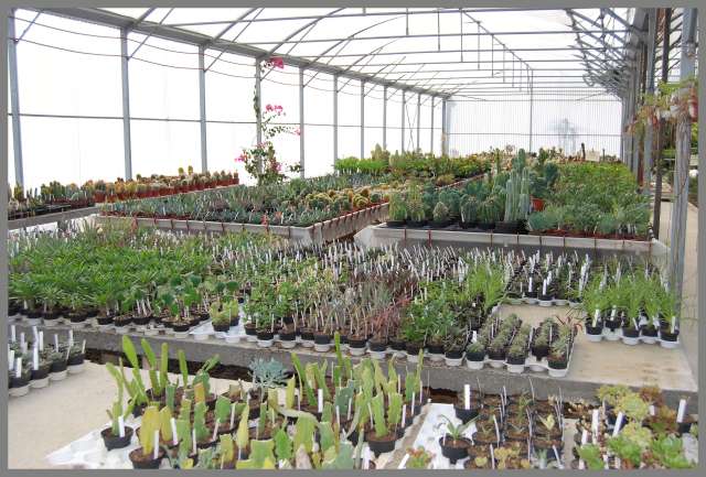 producteur de plantes succulentes jean luc billouet monoblet 30 Dsc_0044
