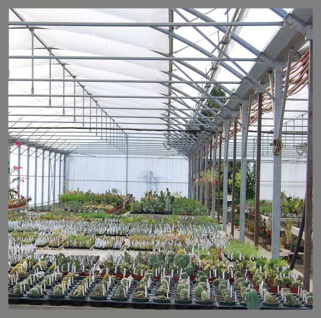 producteur de plantes succulentes jean luc billouet monoblet 30 Dsc_0045