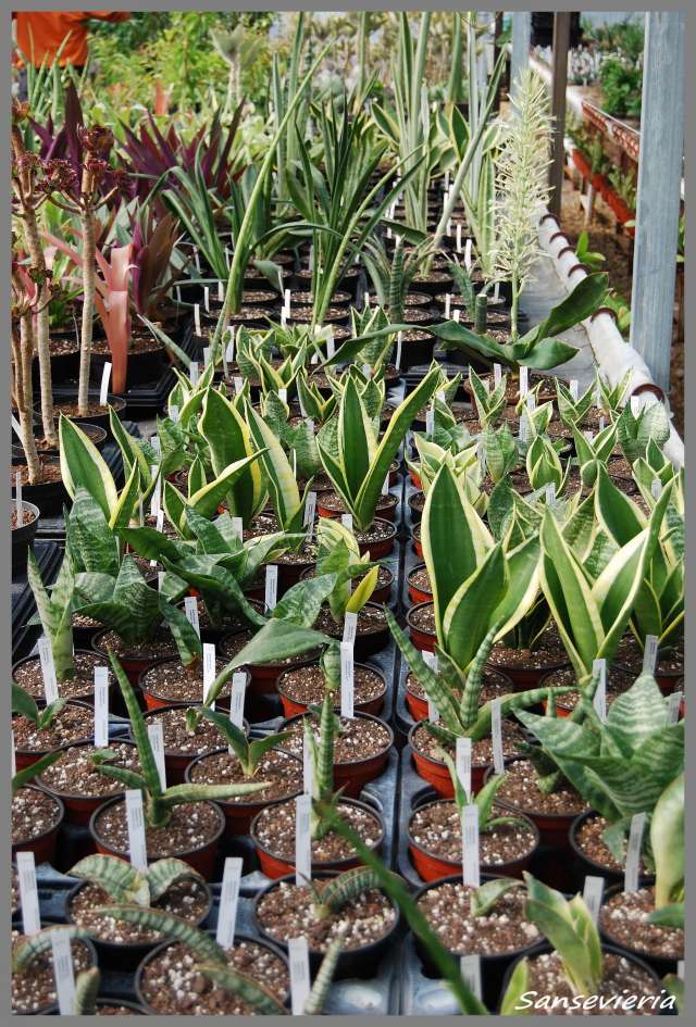 producteur de plantes succulentes jean luc billouet monoblet 30 Dsc_0056