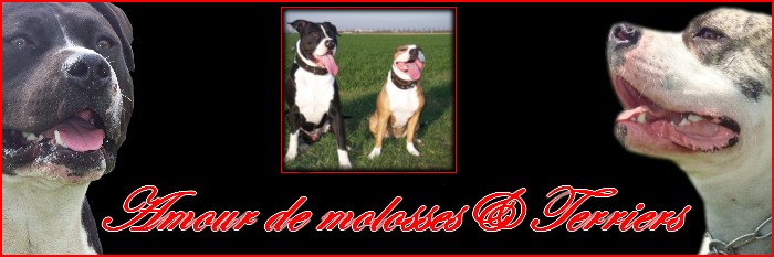 AmOur de mOlOsses & Terriers