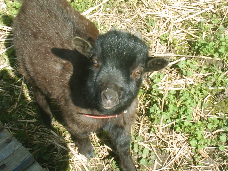 Les bébés animaux (fin des propositions le 22 octobre) Animau11