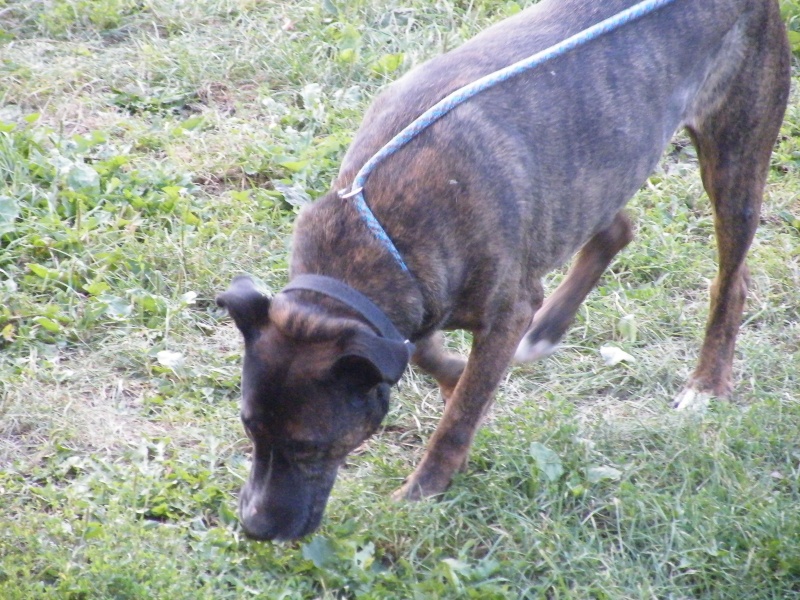 Emy, X cane corso 2004 Dscf1722