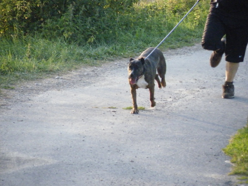 Emy, X cane corso 2004 Dscf1723