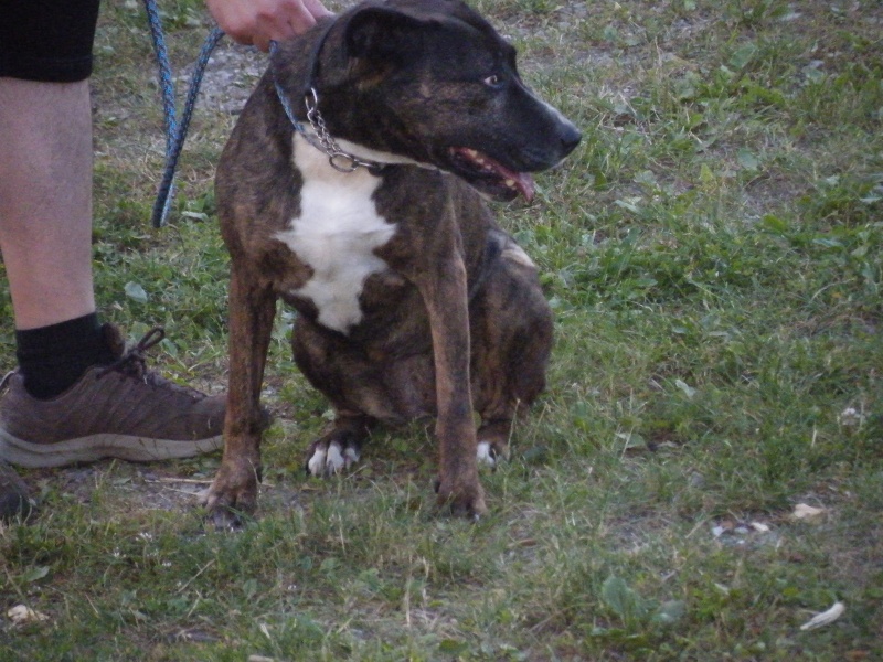 Emy, X cane corso 2004 Dscf1724