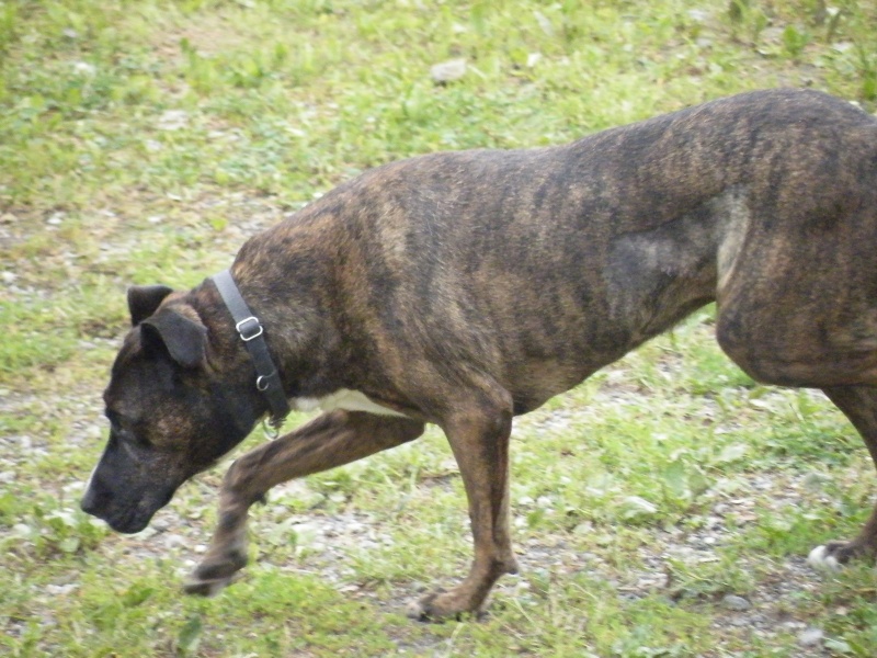 Emy, X cane corso 2004 Dscf1725