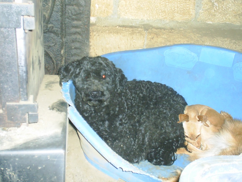Daphnée, Caniche noire née en Janvier 2004 S3010515