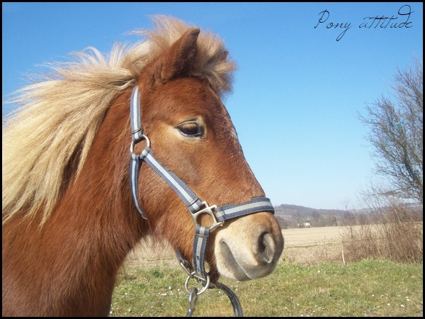 Pony attiitude <3 Portra10