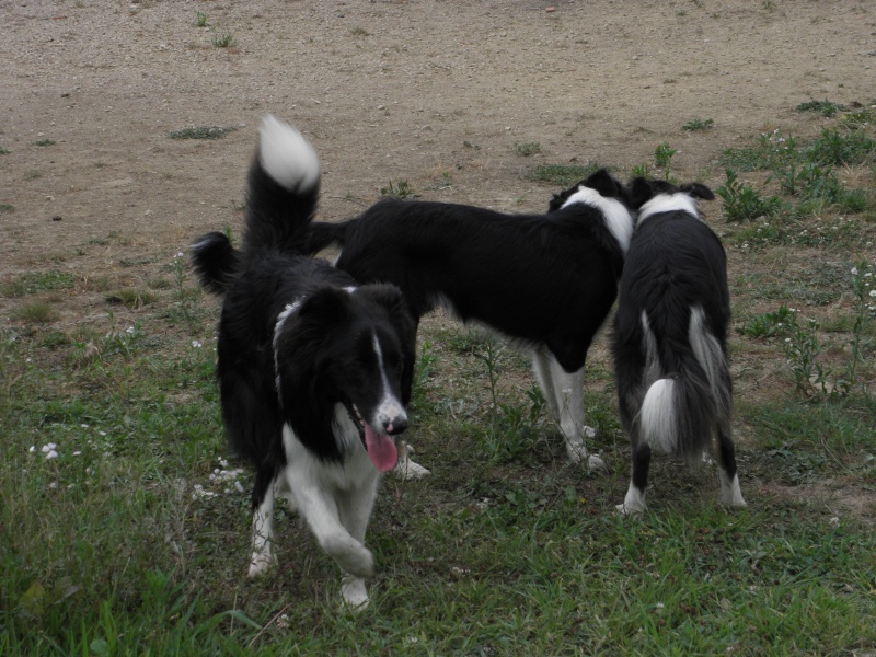 [adopté] Collin, croisé Border Collie et Colley,  18 mois ( 43 ) histoire de fou ! - Page 2 P8090412