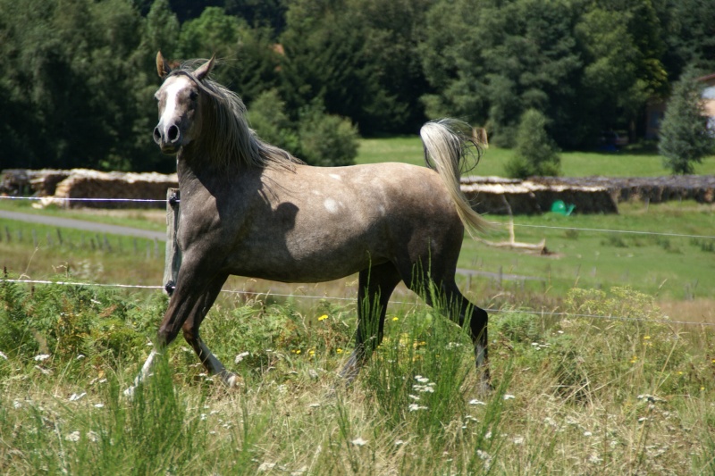 Photos de chevaux pour noms de tables Dsc03510