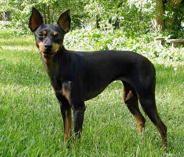 terrier - English Toy Terrier Englis10