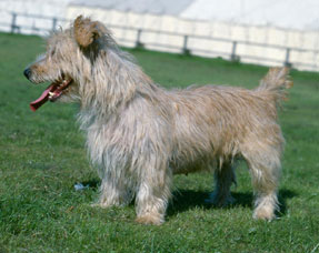 Irish Glen of Imaal Terrier Glen_o10