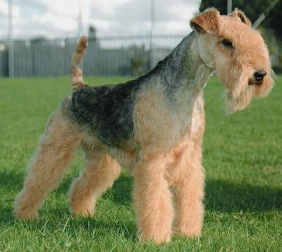 Lakeland Terrier Lakela10