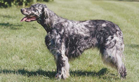 Setter anglais Setter10