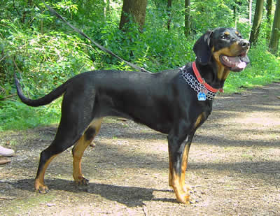Chien Courant Polonais