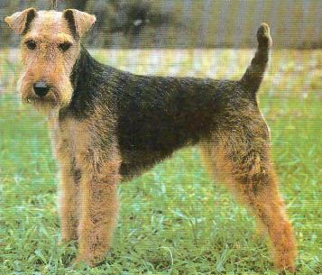 Welsh Terrier Welsht10