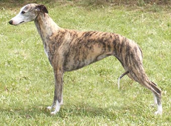 Whippet Whippe10