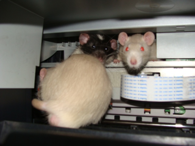 ZE post des murids dglinguos.................... des rats! 363_0510