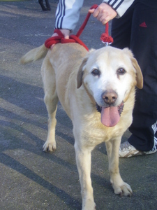 Camel, lab sable de 14 ans 1/2 (saint-omer, pas de calais 62) - DECEDE - Camel10