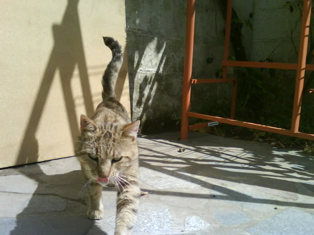 BONHOMME... Européen tigré, mâle, env. 6 ans, FIV + Dsc02115