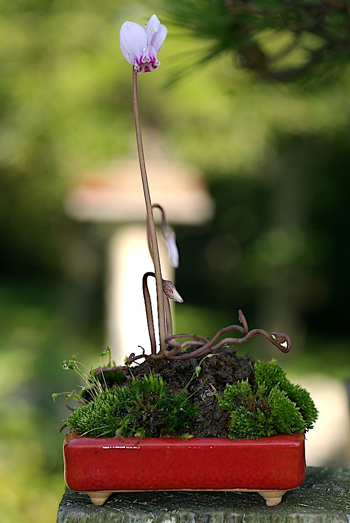 My cyclamen in the tokoname bonsaï pot gallery ! _dsc0011