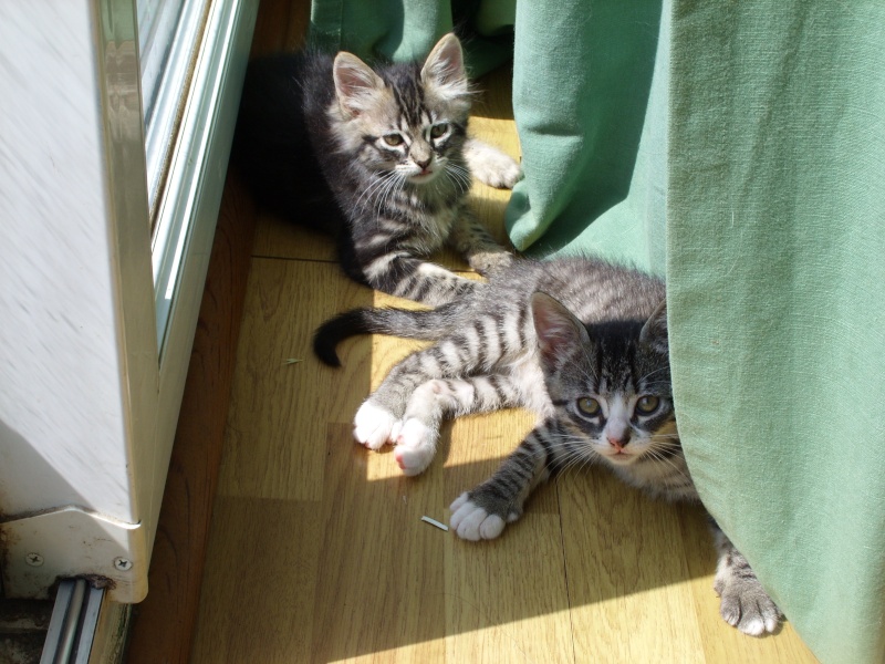 4 chatons en Charente chez Tania Ss852515