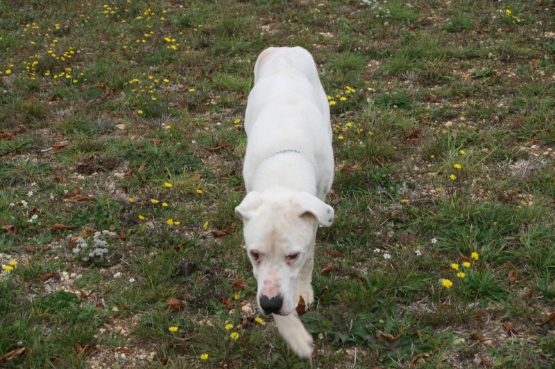 BOY dogo mâle 9 ans - Sauvetage maltraitance 02110