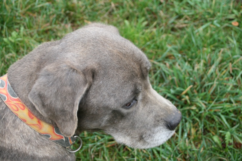 VANILLE femelle Cane Corso bleu LOF 5 ans - FA CM (58) 03710