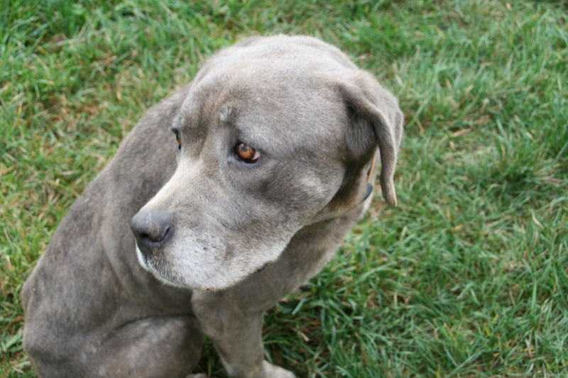 VANILLE femelle Cane Corso bleu LOF 5 ans - FA CM (58) 04110